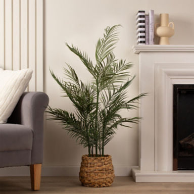 Scottish Everlastings 100cm Palm in Basket