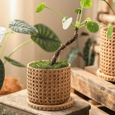 Briony Pot Planter