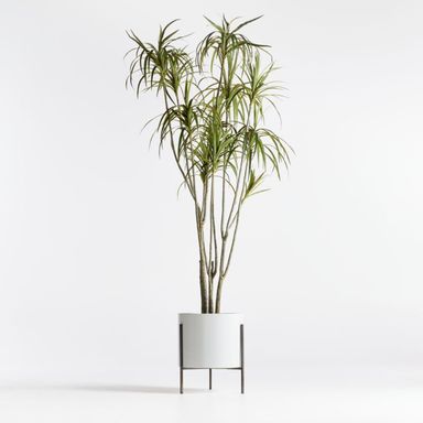 Potted Faux Dracaena 6.5'