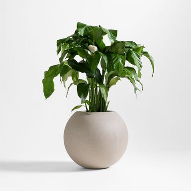 Sphere Large Sand Indoor/Outdoor Planter 26"x22.5" + Reviews | Crate & Barrel