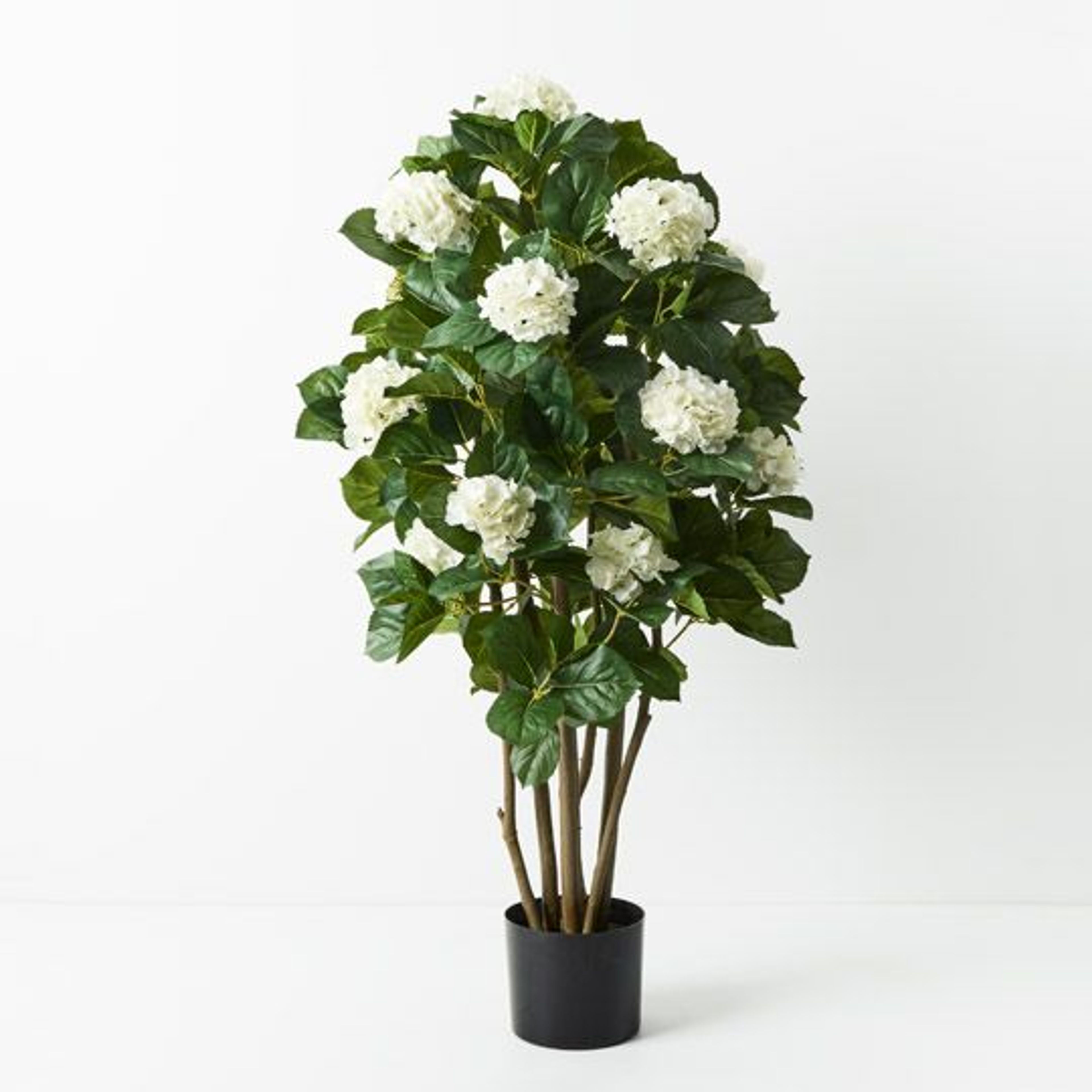 2 x Hydrangea Plants - Beautiful Flowering Shrubs