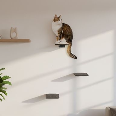 STEPS Mur d'escalade