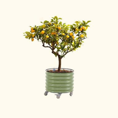 (Scratch & Dent) Self-Watering Rolling Citrus Tree Planter