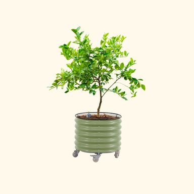Self-Watering Rolling Citrus Tree Planter