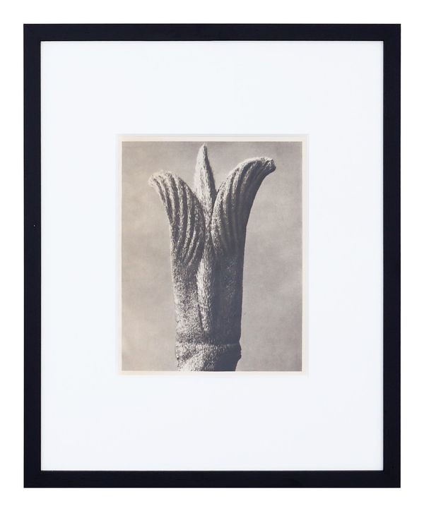 Vintage Blossfeldt Print - XV