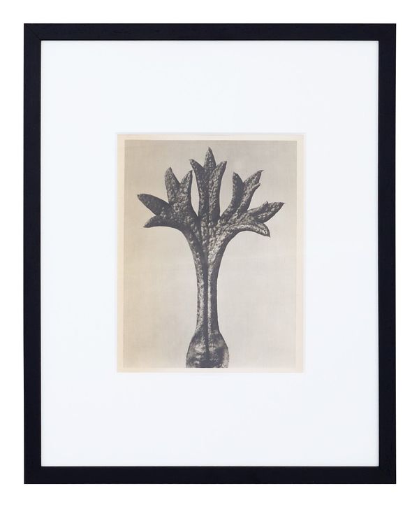 Vintage Blossfeldt Print - XVII