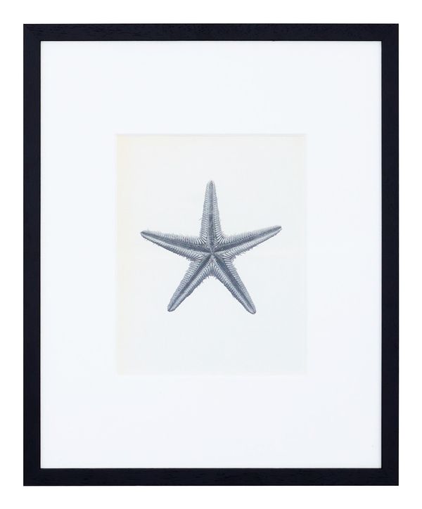Vintage Blossfeldt Print - XVIII