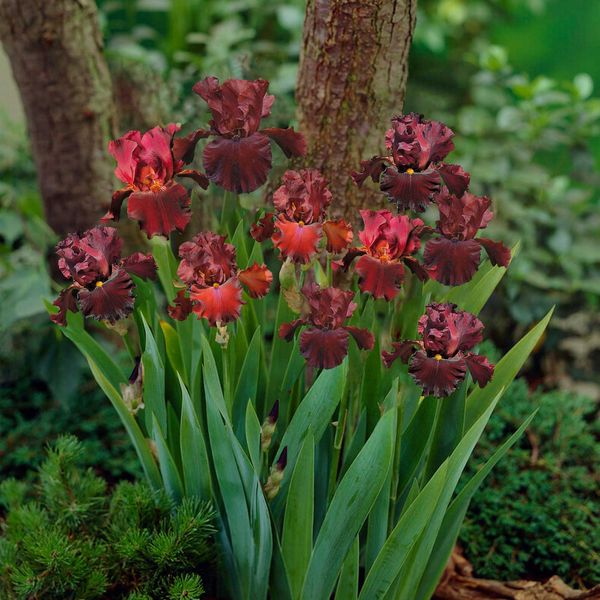 Bearded Iris Bulbs - 45 Days of Red Bloom