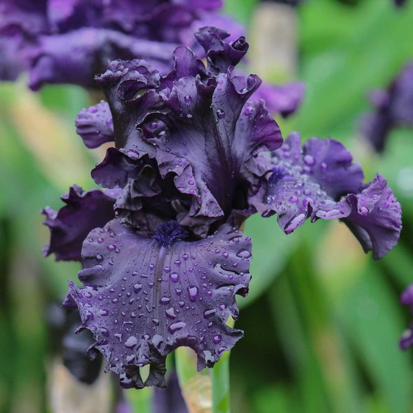 Bearded Iris Bulbs - All Night Long
