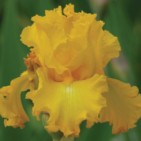 Bearded Iris Bulbs - Big as the Moon