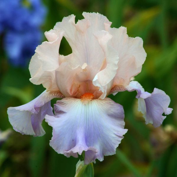 Bearded Iris Bulbs - Celebration Song