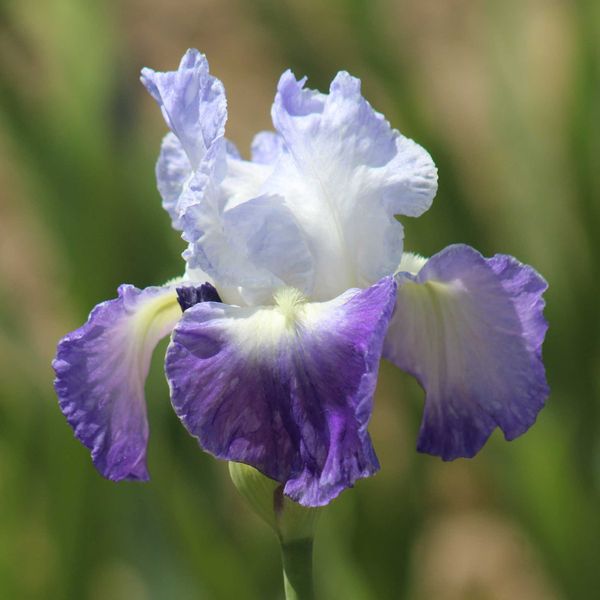 Re-Blooming Bearded Iris Bulbs - Clarence