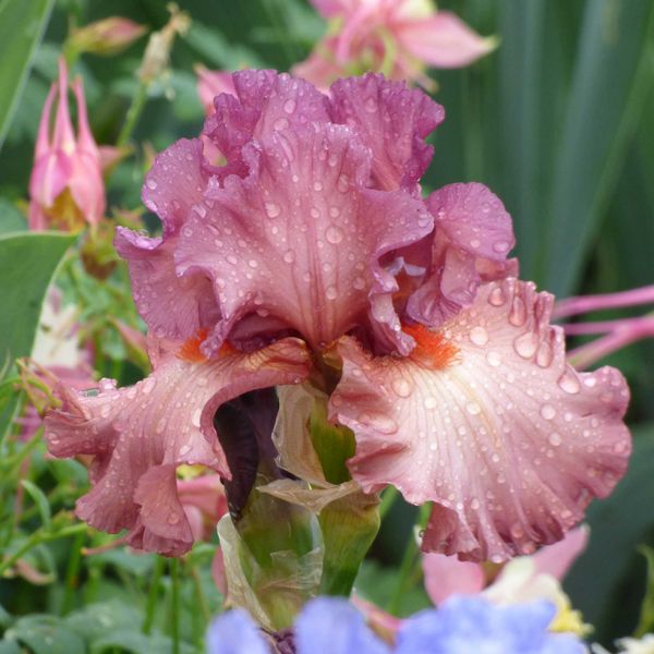 Bearded Iris Bulbs - Code Red