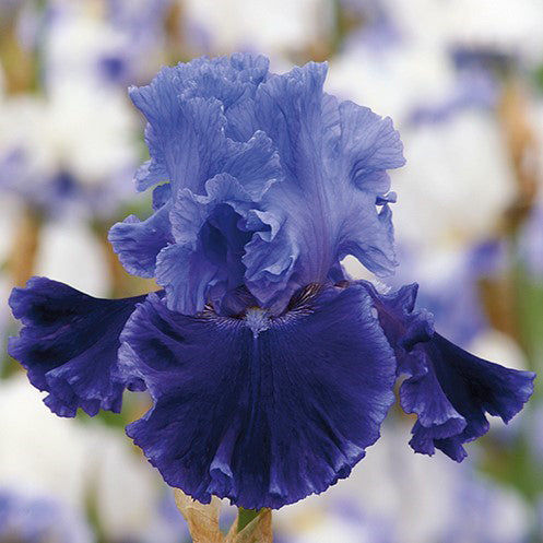 Bearded Iris Bulbs - Cybergrape