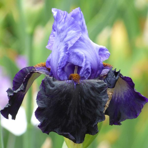 Bearded Iris Bulbs - Dangerous Mood