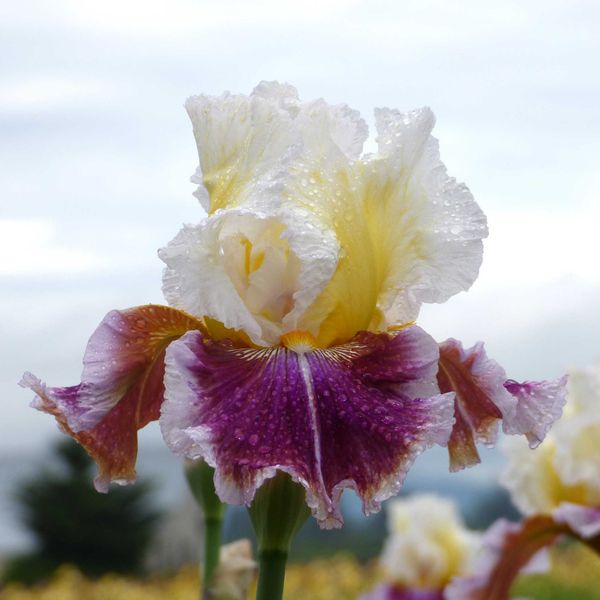 Bearded Iris Bulbs - Dawn Eternal