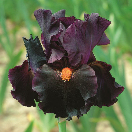 Bearded Iris Bulbs - Dracula's Kiss
