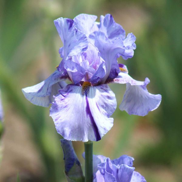 Re-Blooming Bearded Iris Bulbs - Elainealope