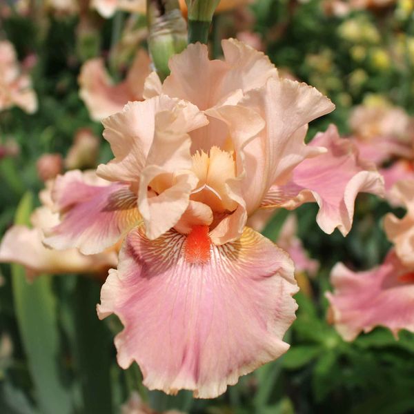 Bearded Iris Bulbs - Entitled