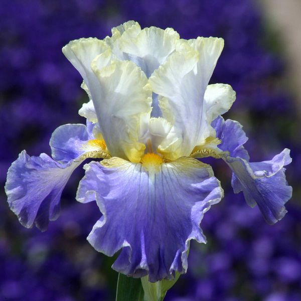 Bearded Iris Bulbs - Gilt-Edged Bond
