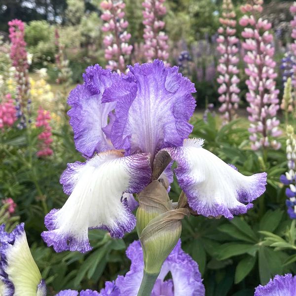 Re-Blooming Bearded Iris Bulbs - Girly Girl