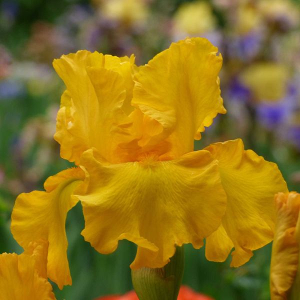 Bearded Iris Bulbs - Here Comes the Sun
