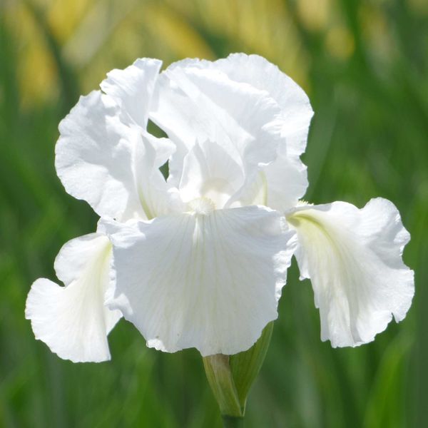 Re-Blooming Bearded Iris Bulbs - Immortality