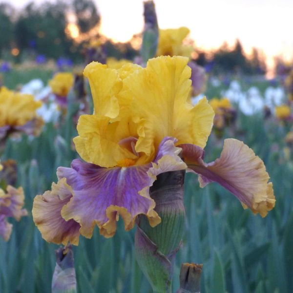 Bearded Iris Bulbs - In Living Color