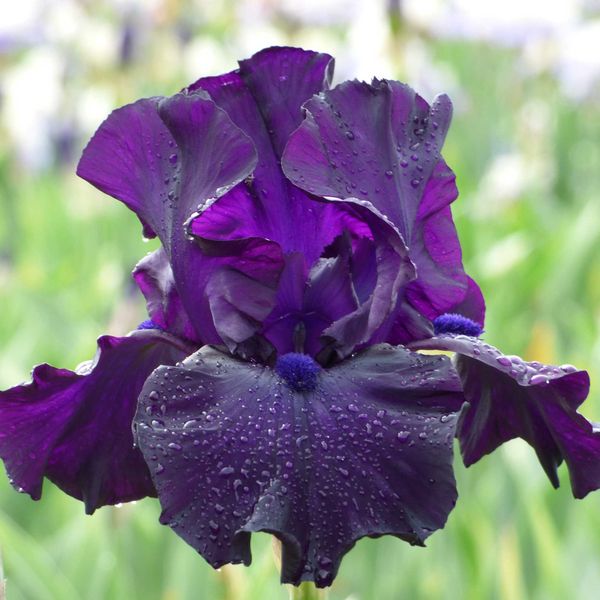 Bearded Iris Bulbs - Jimmy's Jam