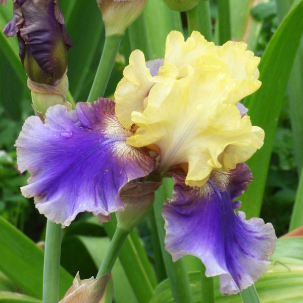 Re-Blooming Bearded Iris Bulbs - Jurassic Park