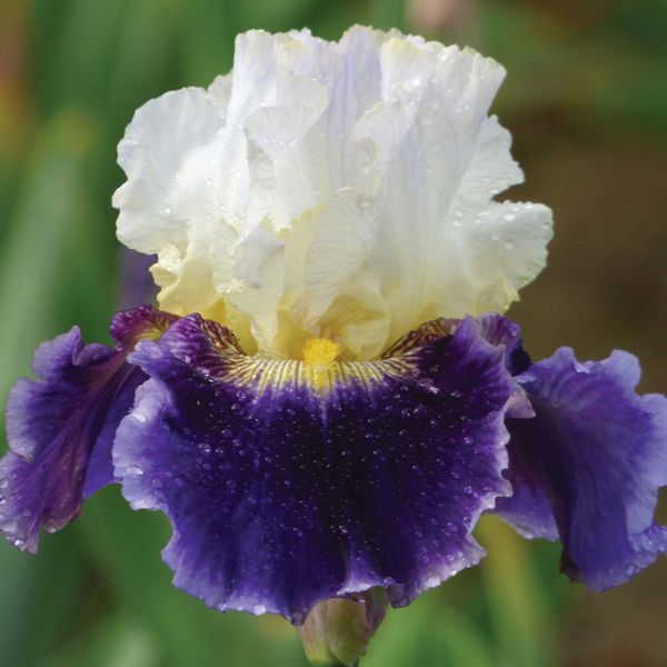 Bearded Iris Bulbs - King's Gambit