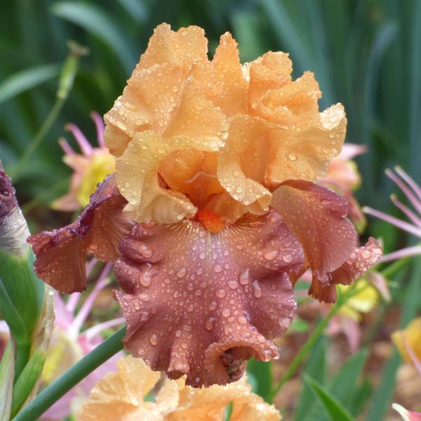 Bearded Iris Bulbs - Lovely Senorita