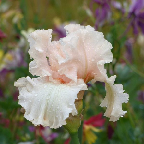Bearded Iris Bulbs - Magical