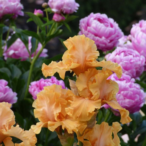 Bearded Iris Bulbs - Mango Entree