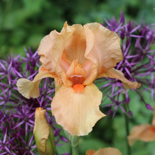 Re-Blooming Bearded Iris Bulbs - Many Mahalos