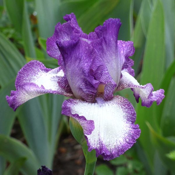Re-Blooming Bearded Iris Bulbs - Mariposa Autumn