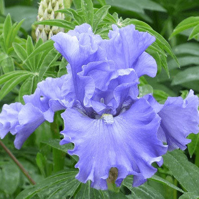Bearded Iris Bulbs - Merchant Marine