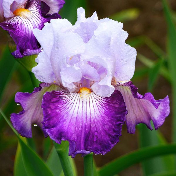 Bearded Iris Bulbs - Off Topic