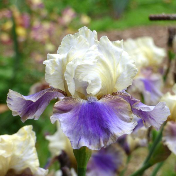 Re-Blooming Bearded Iris Bulbs - On Deck