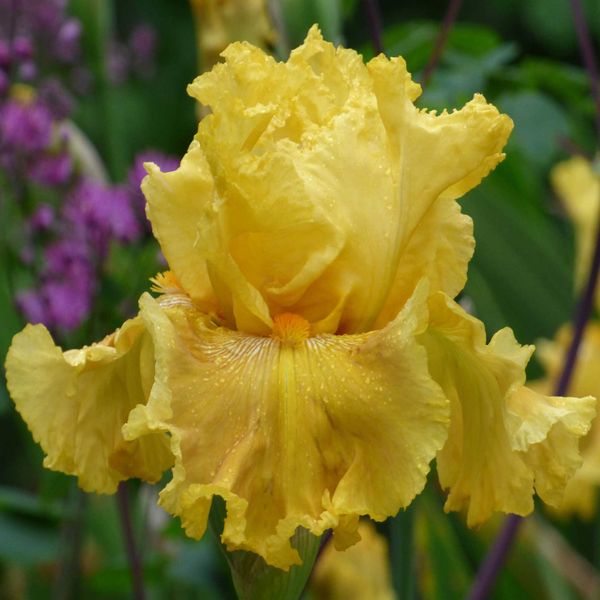 Re-Blooming Bearded Iris Bulbs - Oregon Firestorm