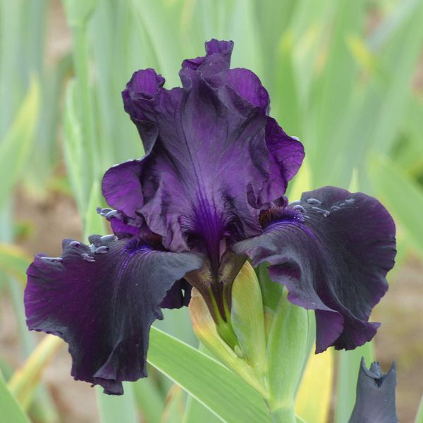 Re-Blooming Bearded Iris Bulbs - Ozark Rebounder
