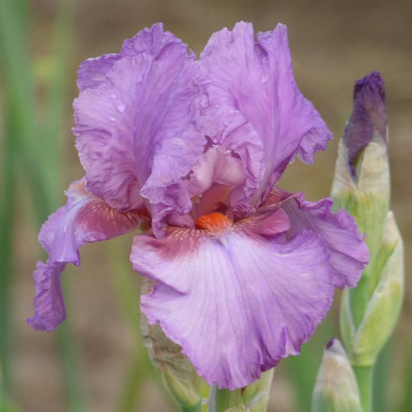 Bearded Iris Bulbs - Persian Berry