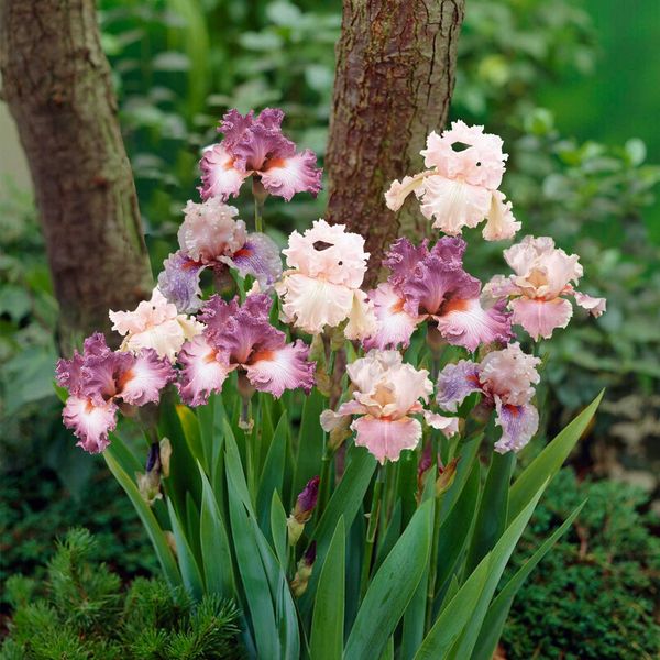 Bearded Iris Bulbs - Pink Mix