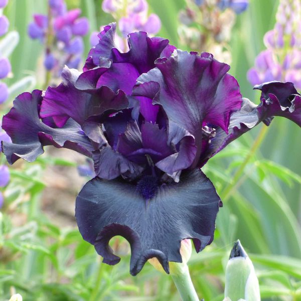 Bearded Iris Bulbs - Raven Girl
