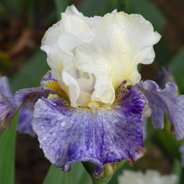 Re-Blooming Bearded Iris Bulbs - Rhizome Cowboy
