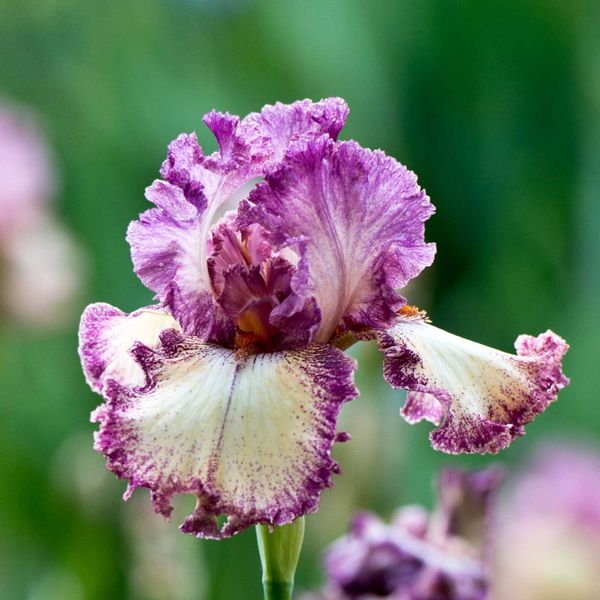 Re-Blooming Bearded Iris Bulbs - Rock Star