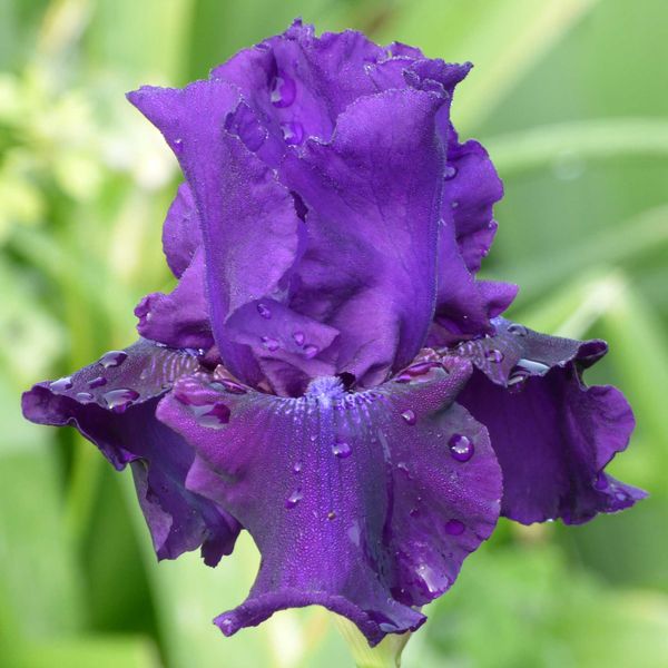 Bearded Iris Bulbs - Rosalie Figge