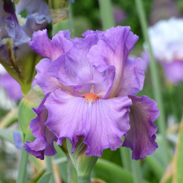 Bearded Iris Bulbs - Scrumdiddlyumptious