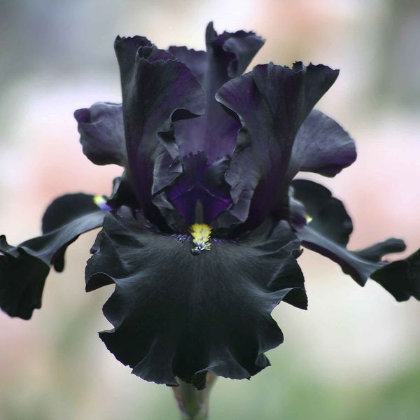 Bearded Iris Bulbs - Senor Jinx