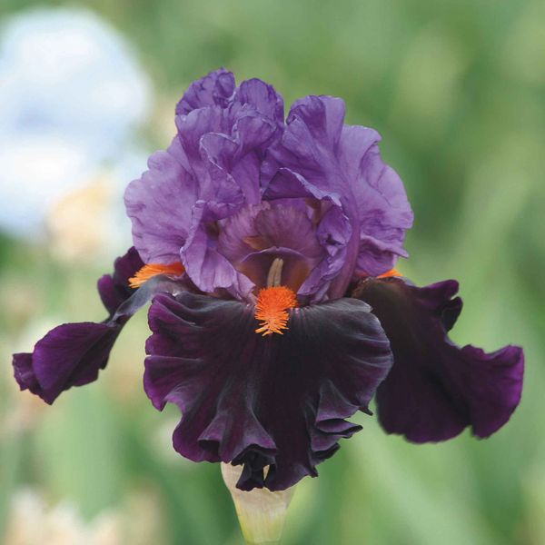 Bearded Iris Bulbs - Sharp Dressed Man